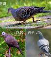 斑鸠和鸽子有什么区别(斑鸠是鸽子