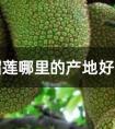 榴莲的原产地是哪里（榴莲产地是哪里