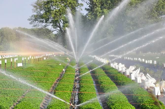 灌溉的近义词，灌溉的近义词是什么词