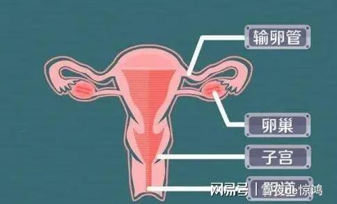 荷尔蒙是什么意思，荷尔蒙的含义