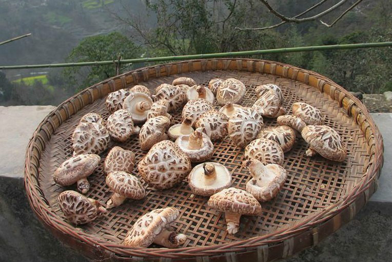 香菇之乡是哪里,什么地方的香菇最出名