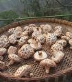 香菇之乡是哪里（什么地方的香菇最出