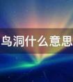 鸟洞是什么意思（什么是鸟洞）