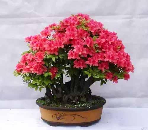 吸甲醛的植物有哪些，什么植物能去甲醛