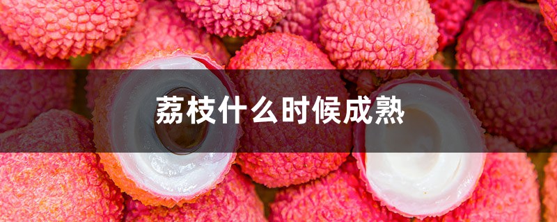 荔枝什么时候上市（荔枝什么时候出来