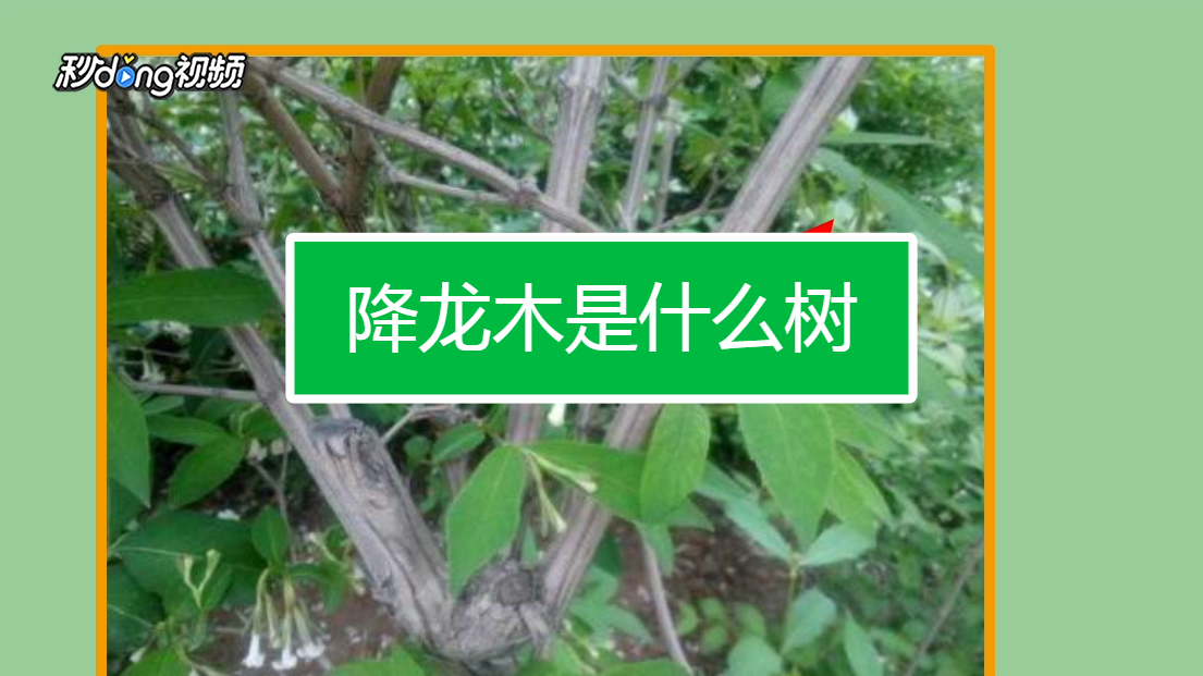 降龙木是什么树,降龙木树有什么作用