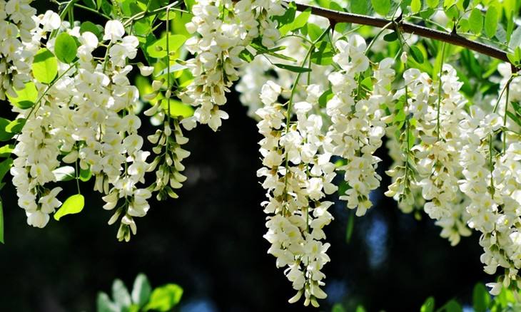 槐花的吃法与做法（槐花怎么吃好吃又