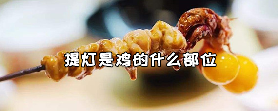 提灯是鸡的什么部位（鸡提灯是哪里）
