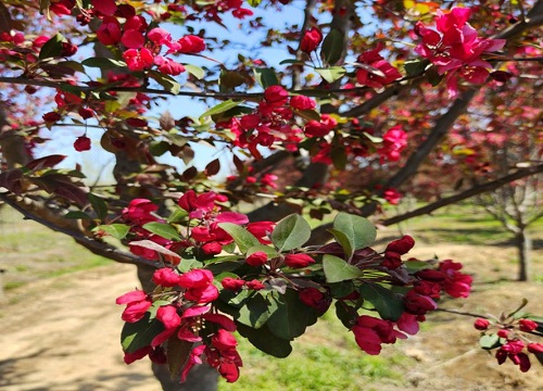 庭院十大吉祥树排名,庭院栽什么树最旺宅 