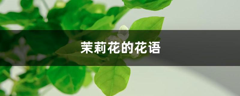 茉莉花花语象征与寓意（茉莉花花语你