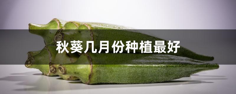 秋葵什么时候种植最好（秋葵几月播种