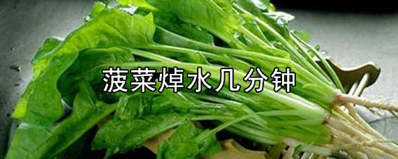 菠菜焯水几分钟，菠菜焯水需要多长时间