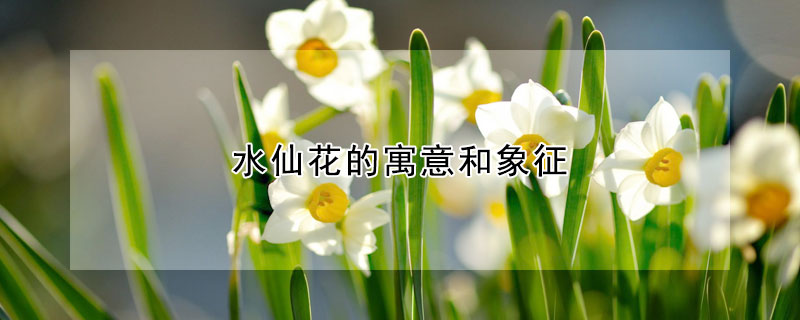 水仙花的寓意和象征（水仙花的含义与