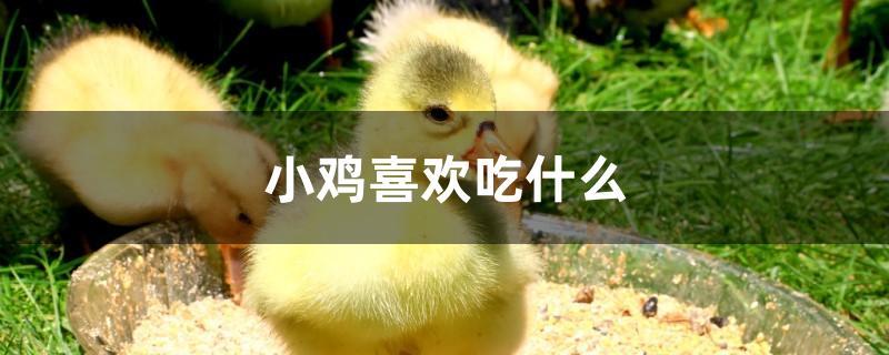 小鸡吃什么食物（小鸡怎样喂养成活率