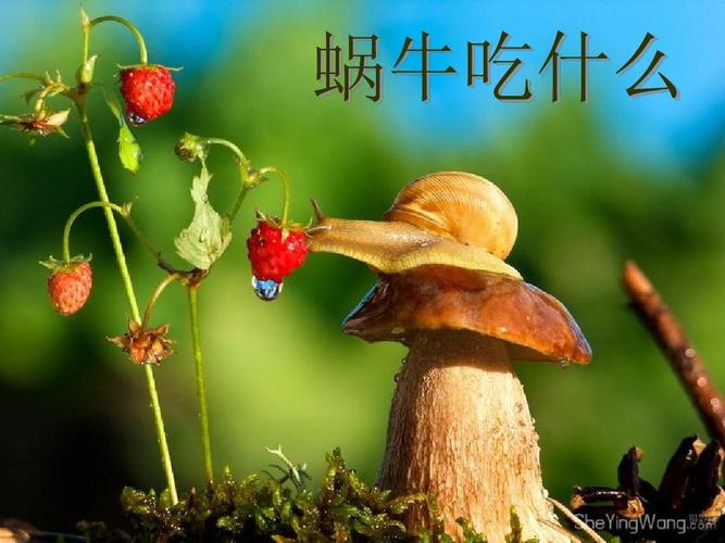 蜗牛吃什么食物为主（蜗牛最爱吃的食