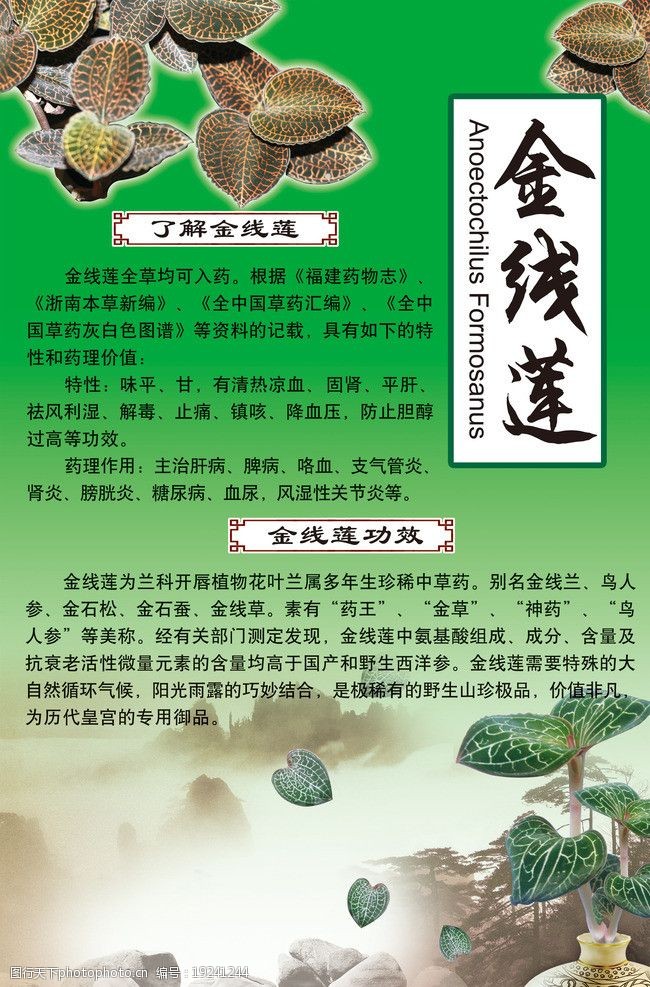 金线莲价格多少钱一斤，天然金线莲一斤多少钱 