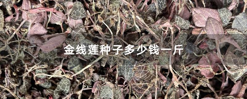 金线莲价格多少钱一斤（天然金线莲一