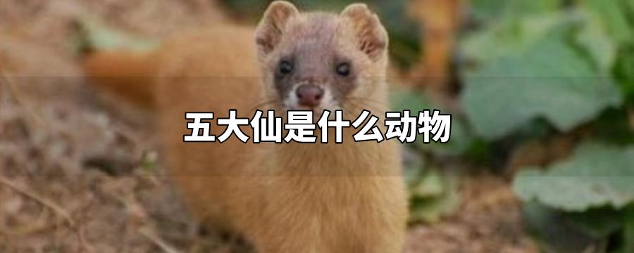 东北五仙是哪五个动物（东北五仙指的