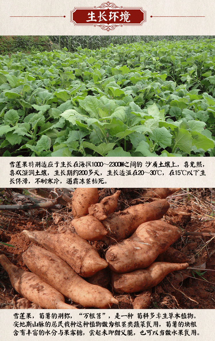 雪莲果是什么东西，雪莲果是什么水果 