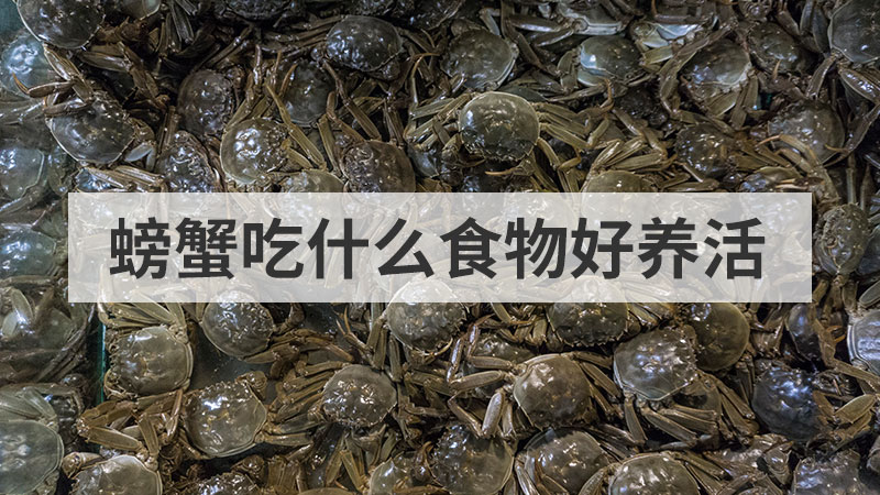 螃蟹吃什么食物（小螃蟹吃什么东西能