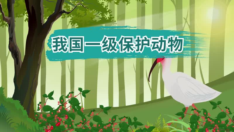 一级保护动物有哪些,国家一级保护动物名单