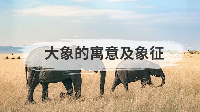 大象的寓意和象征（大象的寓意和象征