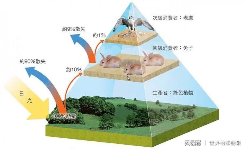 食物链顶端是啥意思，人是食物链顶端吗 