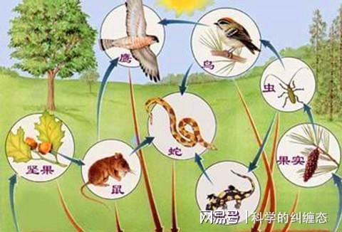 食物链顶端是啥意思，人是食物链顶端吗 
