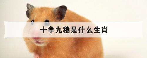十拿九稳是什么生肖，十拿九稳解一个生肖 