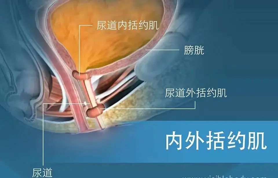 括约肌是哪里，男性括约肌是什么部位 