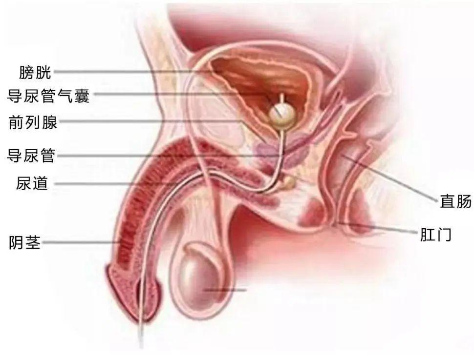 括约肌是哪里（男性括约肌是什么部位）