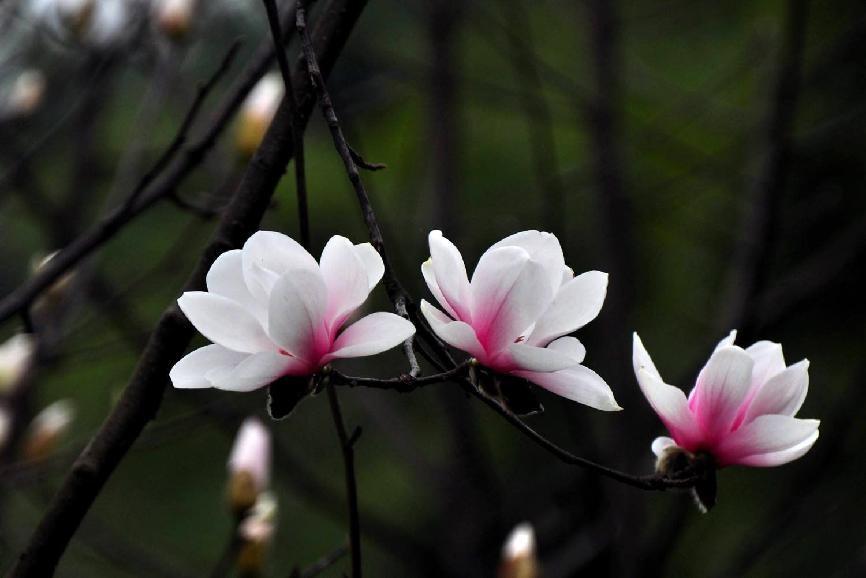 玉兰为什么称为鬼花，玉兰花的古代雅称 