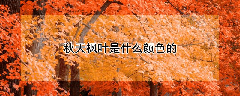 枫叶是什么颜色，枫叶为什么会变红 