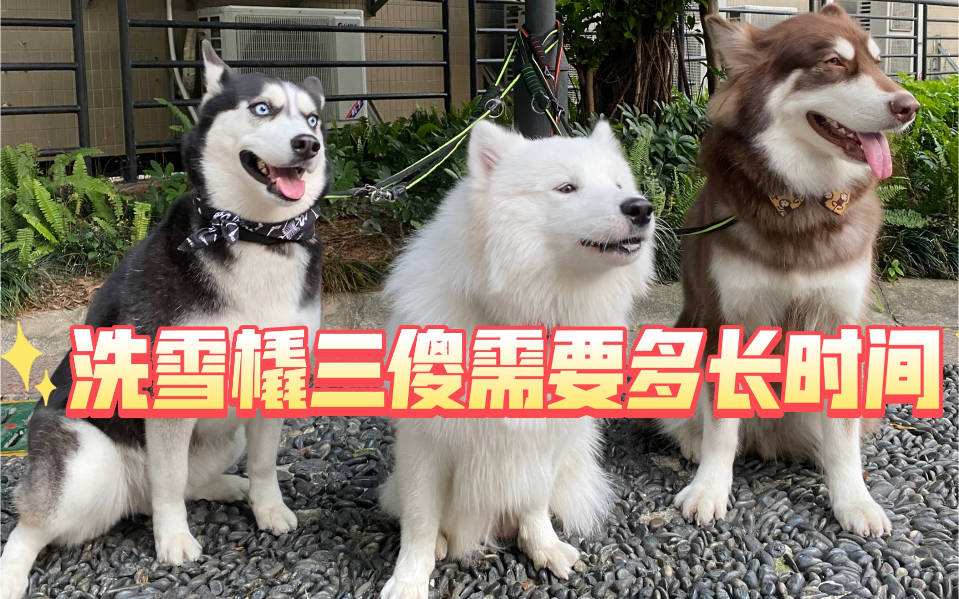 雪橇三傻是哪三种狗，雪橇三傻为什么叫三傻 