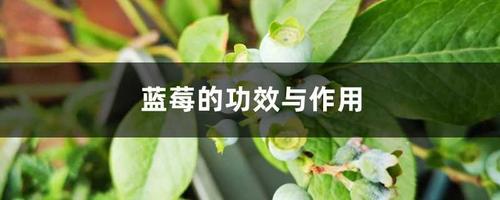 蓝莓的功效与作用，蓝莓可以天天吃吗 