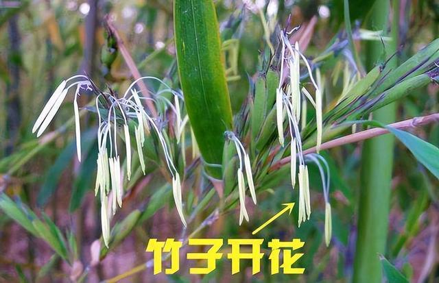 竹子开花是什么征兆，竹子开花有什么迷信说法 