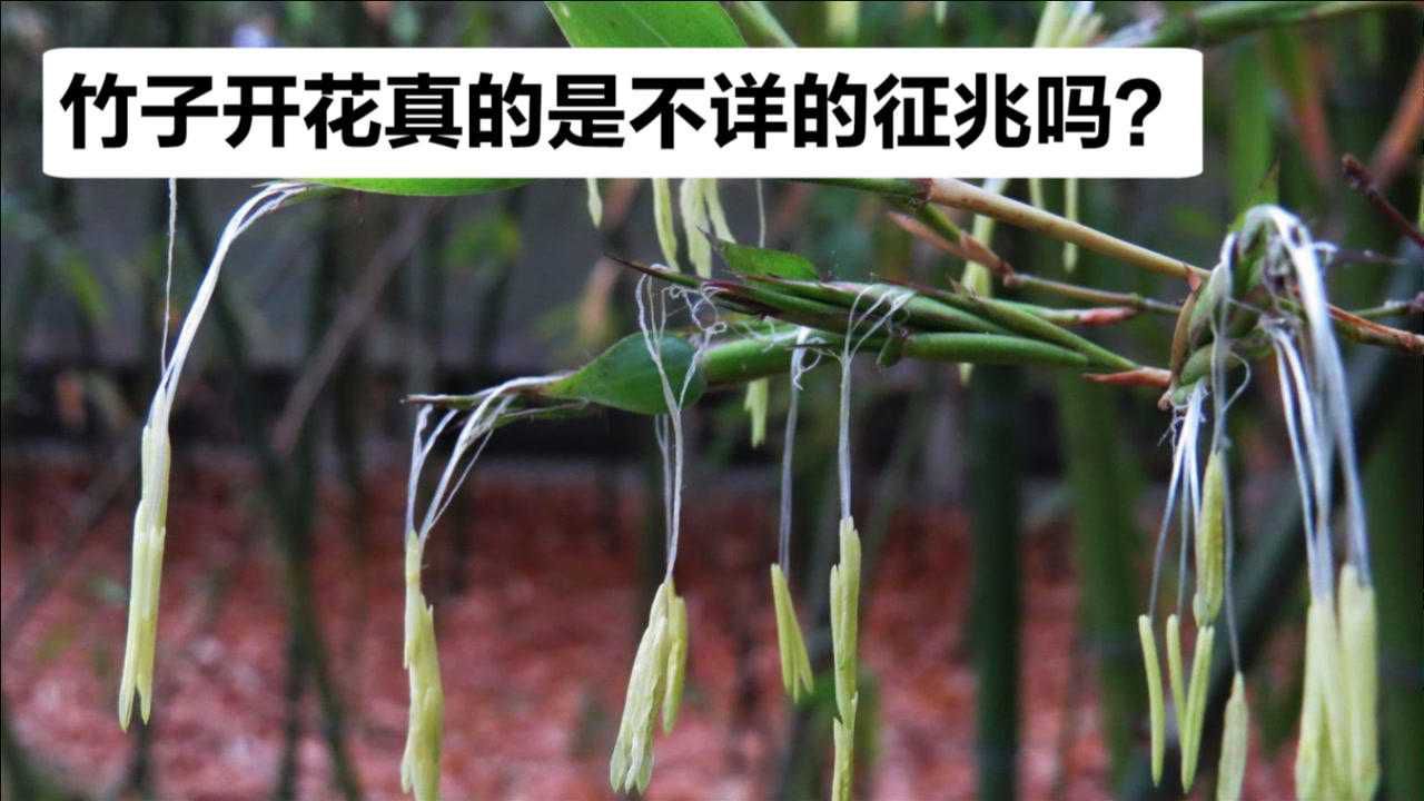 竹子开花是什么征兆（竹子开花有什么迷信说法）