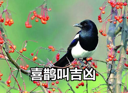 喜鹊叫有什么兆头（喜鹊叫的时间吉凶
