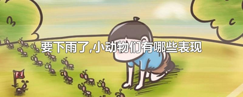 小动物下雨前有哪些表现（下雨前的动