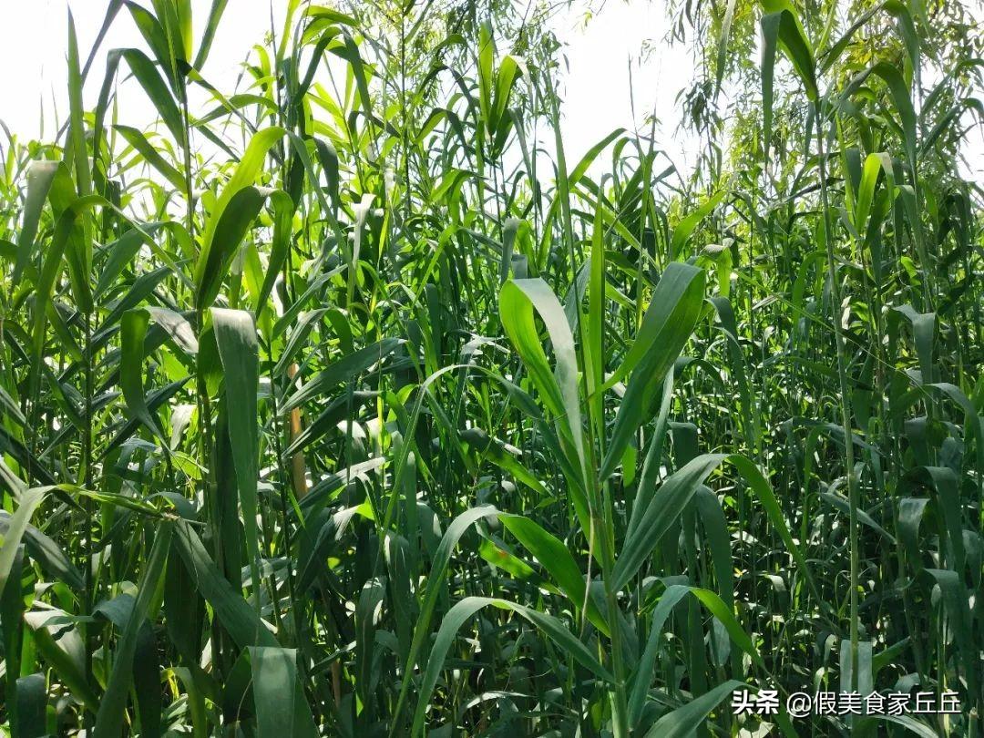 包粽子的叶子叫什么，包粽子用的叶子是什么植物的叶子 