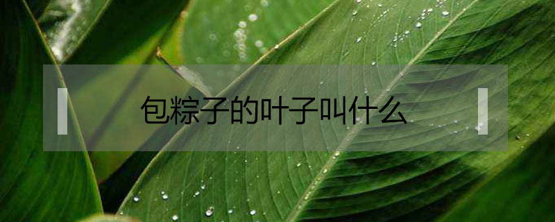 包粽子的叶子叫什么，包粽子用的叶子是什么植物的叶子 