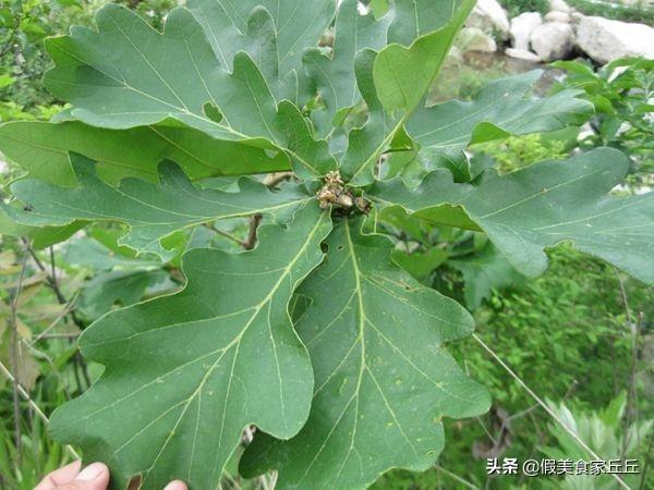 包粽子的叶子叫什么，包粽子用的叶子是什么植物的叶子 