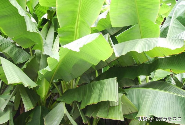包粽子的叶子叫什么，包粽子用的叶子是什么植物的叶子 