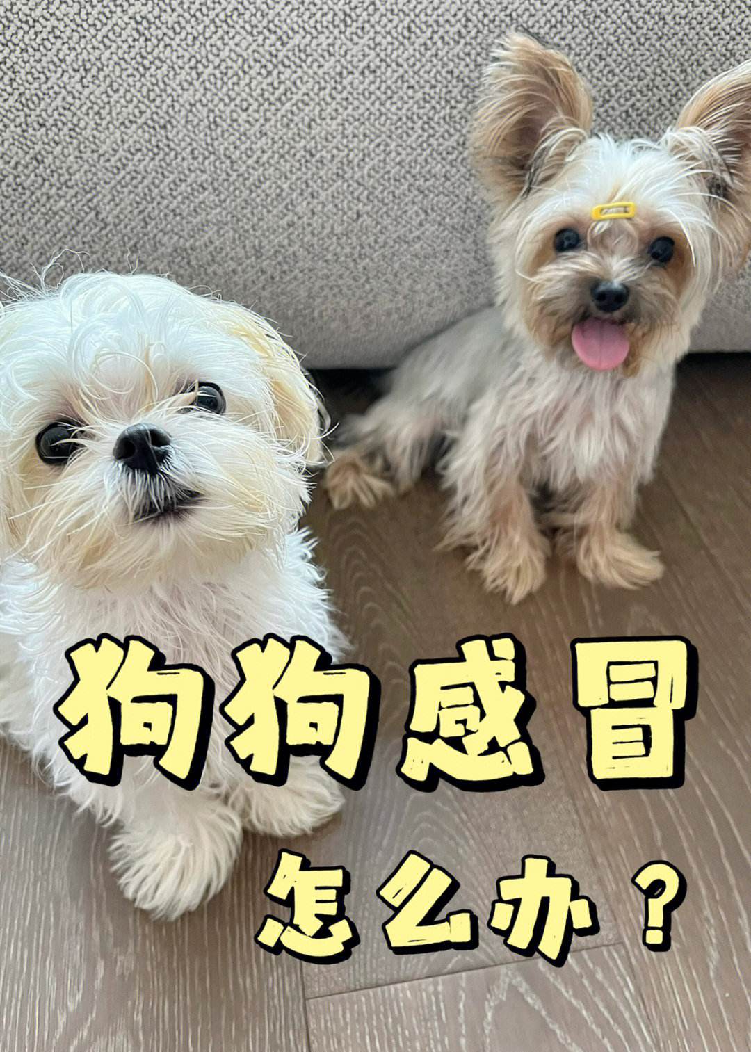 狗狗感冒能自愈吗，怎么判断狗狗感冒了 