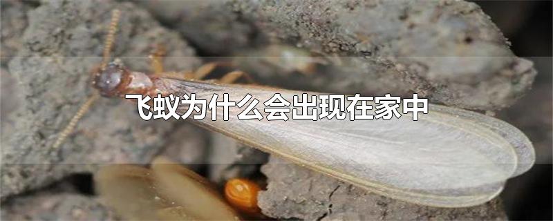 飞蚁怎么出现在家里呢，家里出现飞蚁怎么消灭