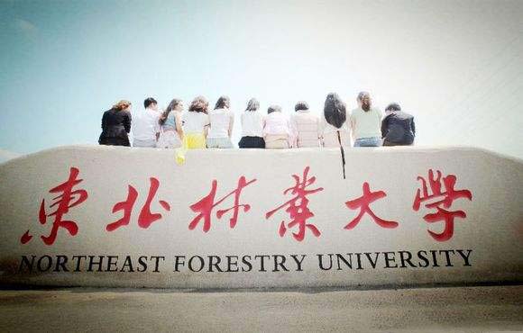 东北林业大学在哪个城市（东北林业大
