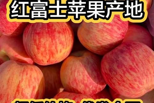红富士苹果产地在哪里，红富士是哪的 