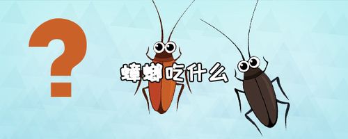 蟑螂吃什么，蟑螂最爱吃什么 