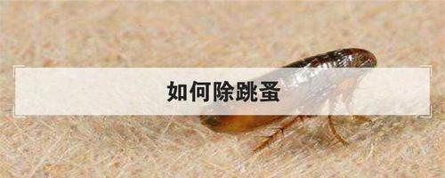 跳蚤怎么彻底消灭，跳蚤怎么除干净 