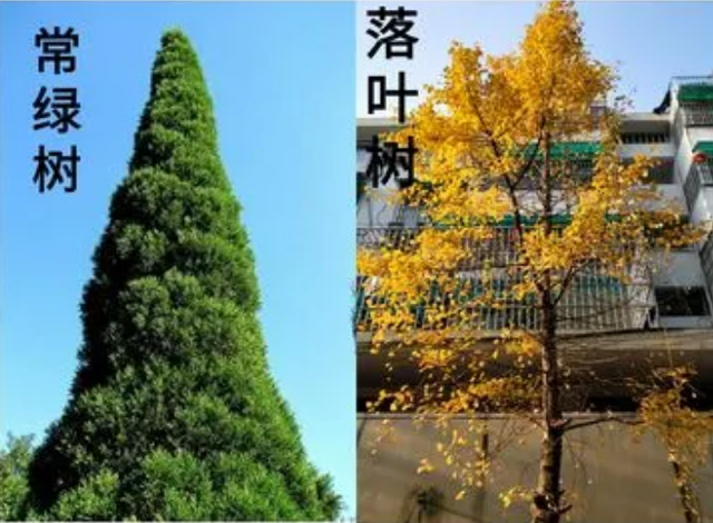 常青树是什么意思，常青树指什么人 